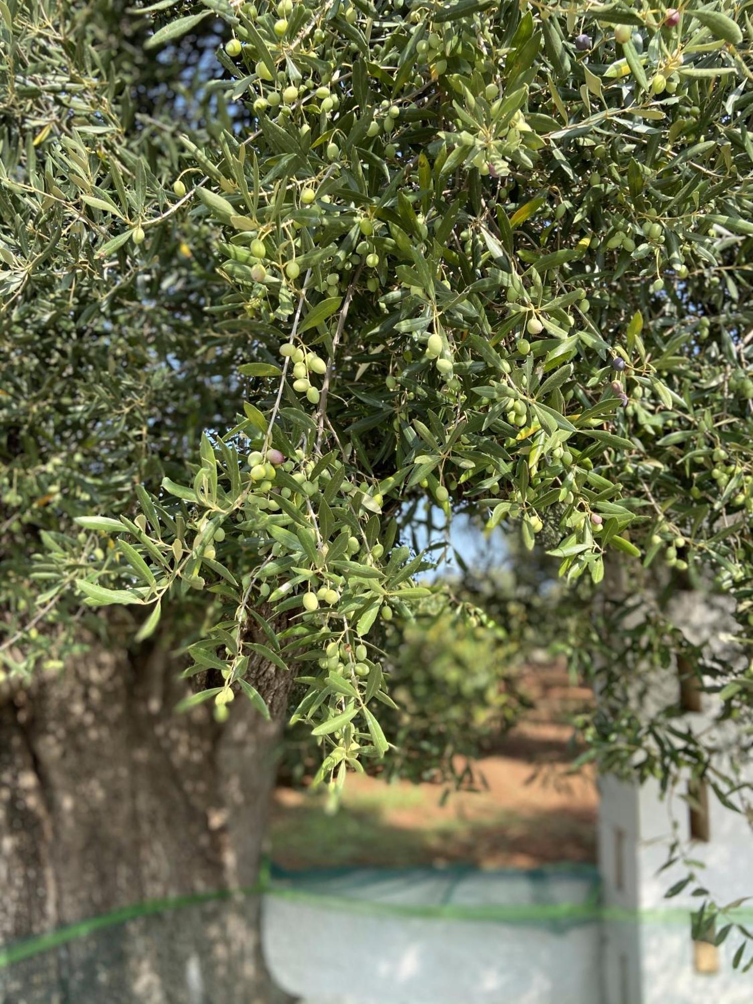 Masseria Conca D'Oro Ostuni Εξωτερικό φωτογραφία